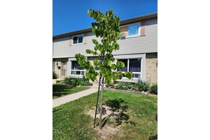 Affordable south London townhouse condo located in quiet complex, backing to nice quiet, sheltered green area with rear patio.