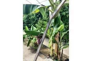 Bananas and Tropical Fruit growing in Northern Ontario Greenhouses.