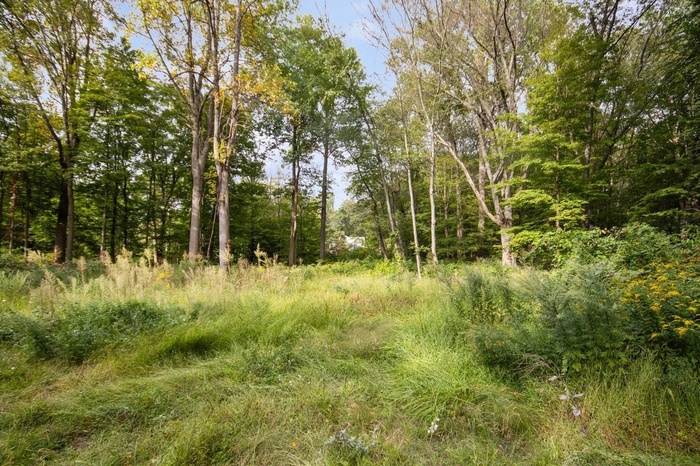 View of woods