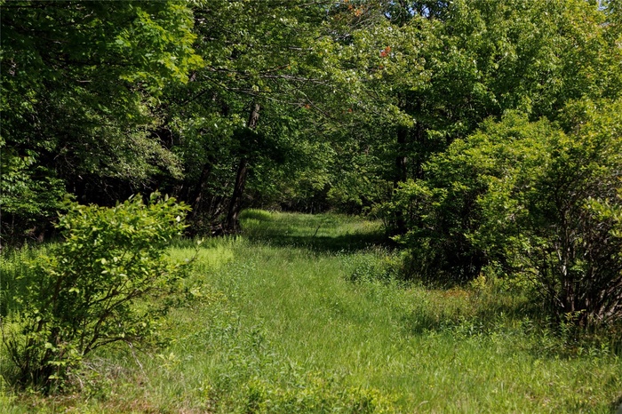 View of wooded area
