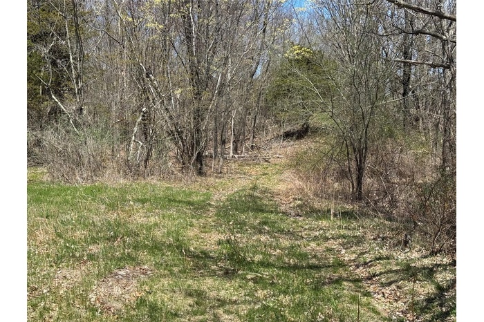 View of local wilderness