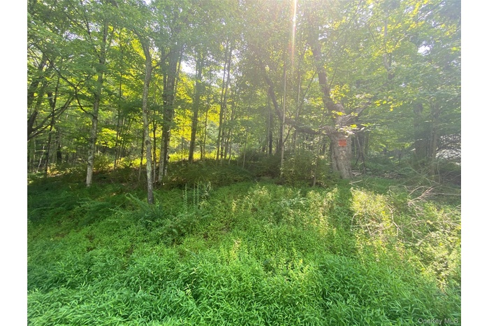 View of woods