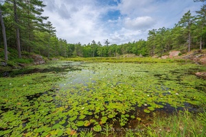 Rare 4 Season Municipal Access, Direct Waterfront Acreage on Six Mile Lake !