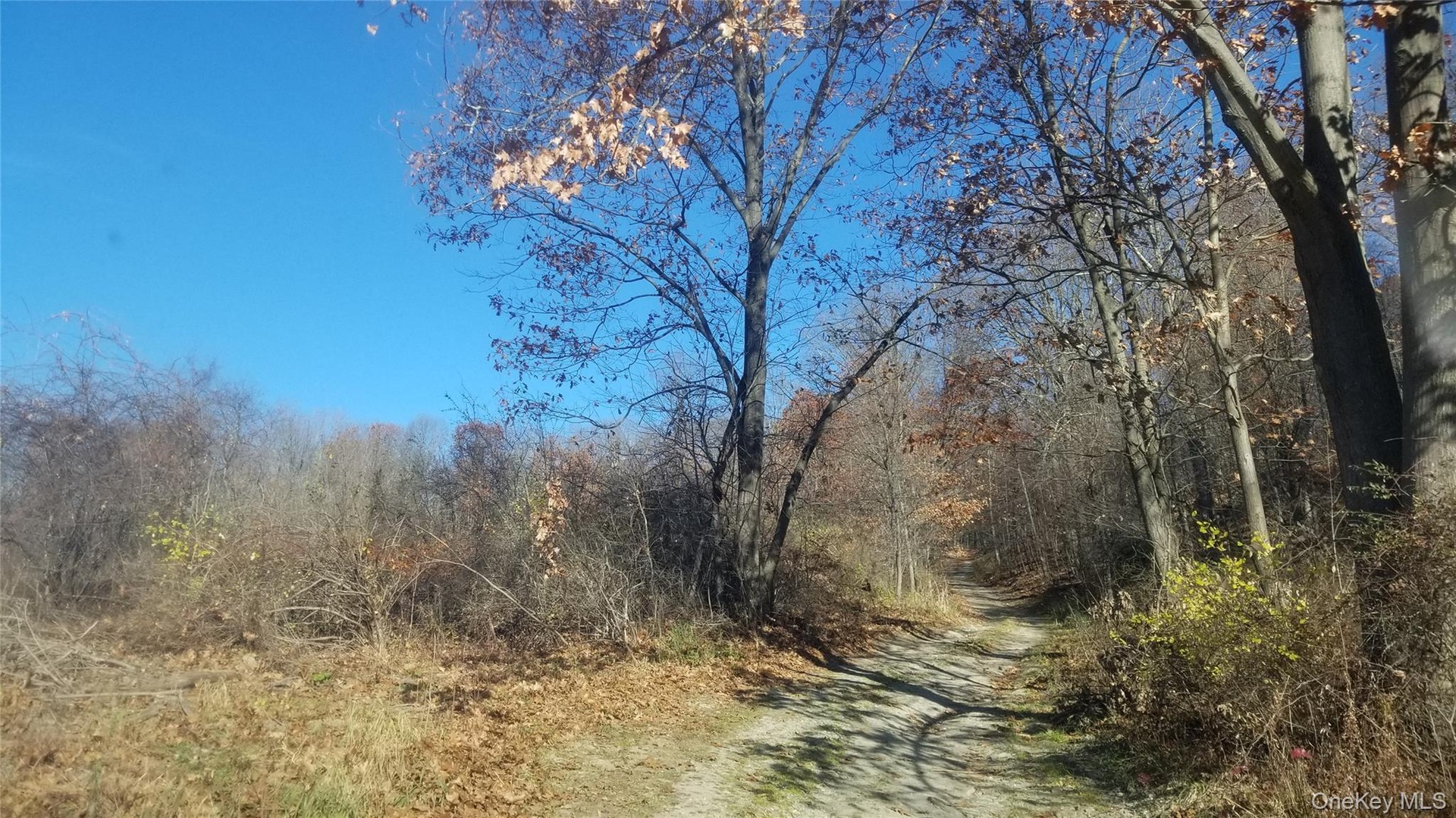 View of nature with a wooded view