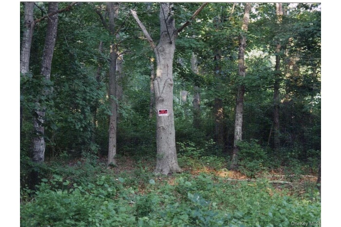 View of local wilderness featuring a view of trees