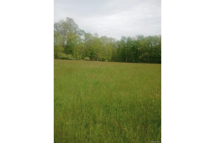 View of tree filled area