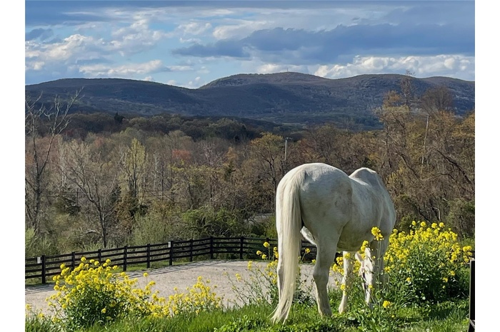 Pastural grounds with paddock views, build your dream house or possible subdivision