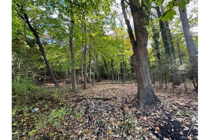 View of tree filled area