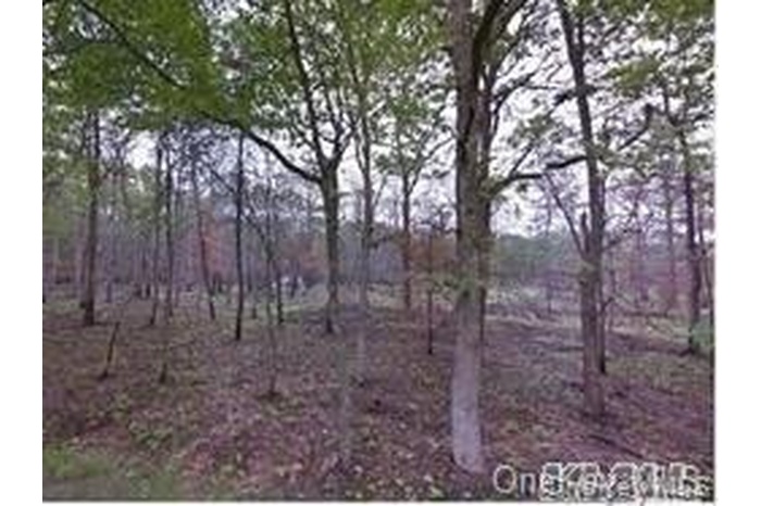 View of local wilderness