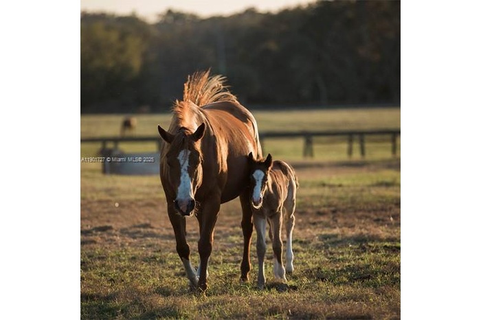 Future use Equestrian