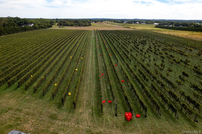 View of 8 acres of established grape Vines producing award winning wines