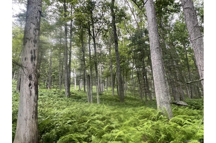 View of tree filled area