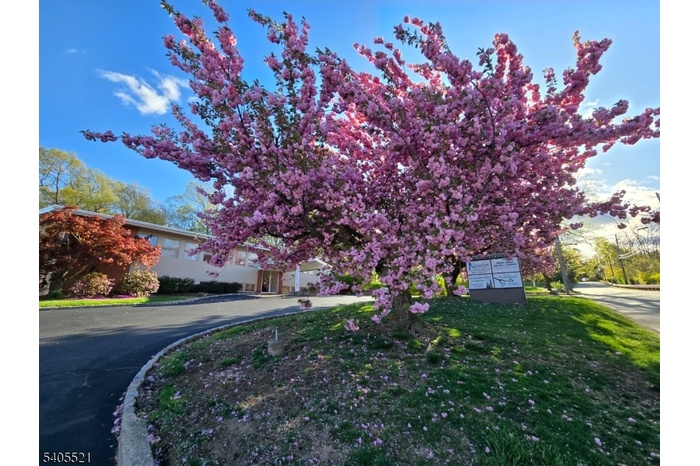 Cherry blossom trees in spring