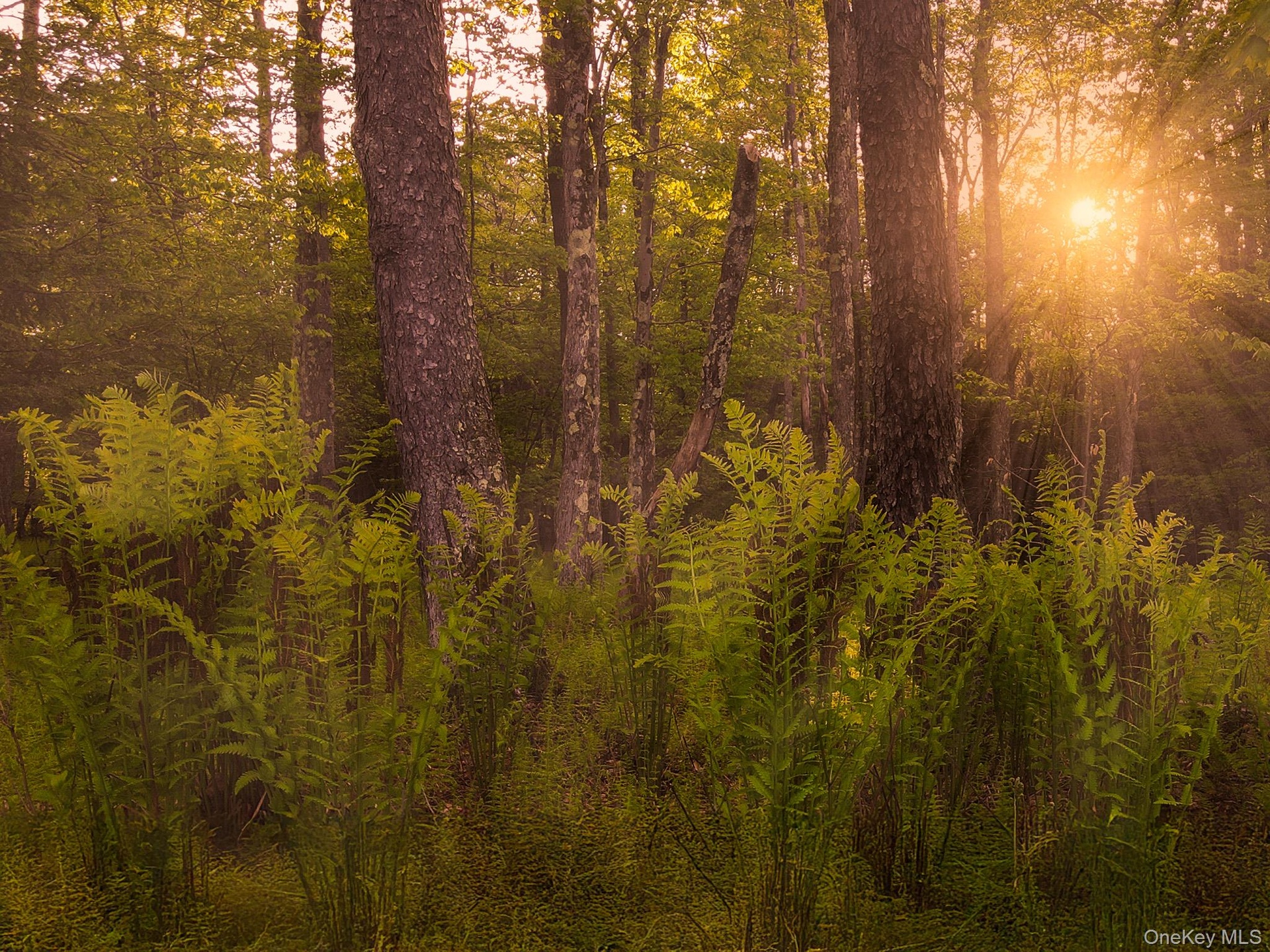 Twilight shot of ferns