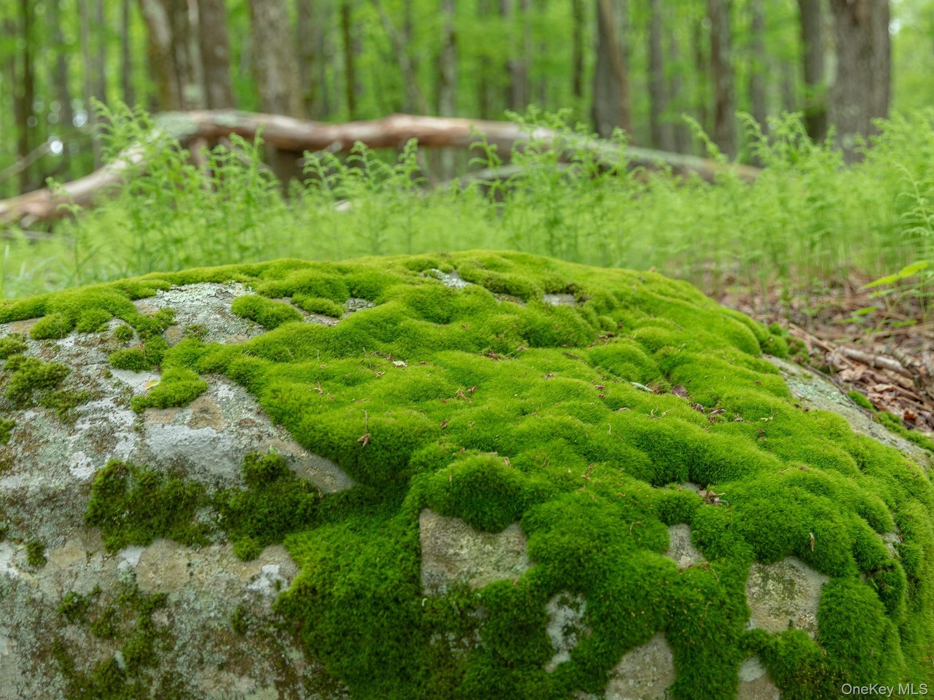 Moss Detail
