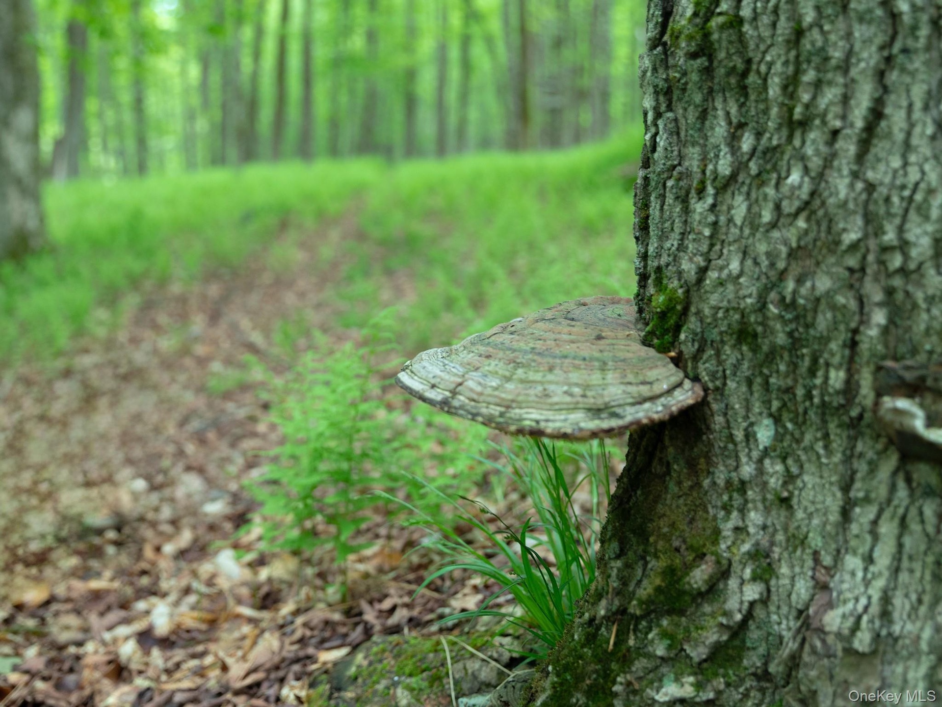 Artist Fungi