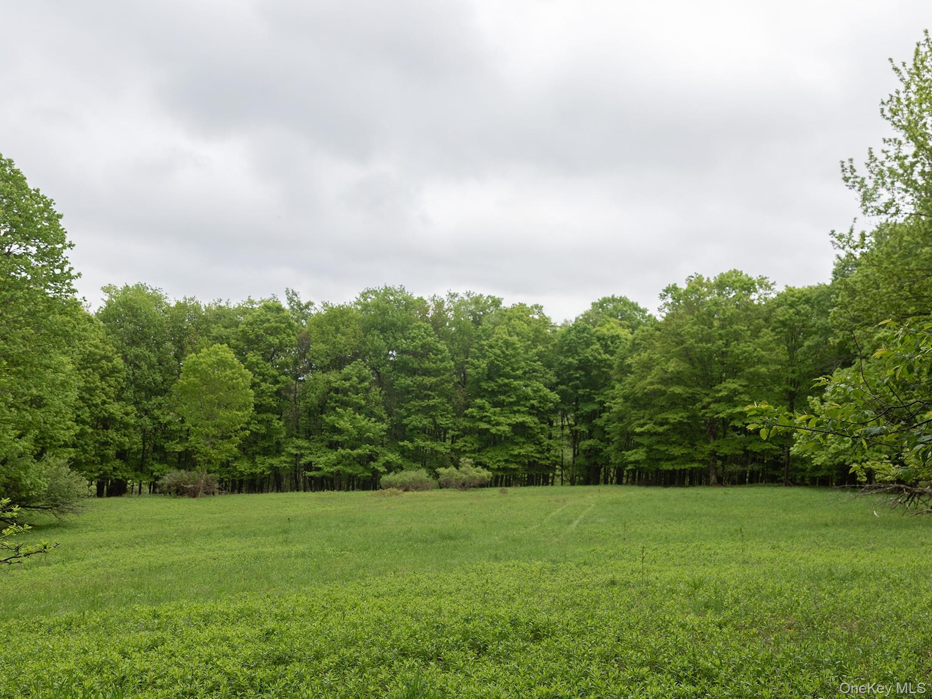 View of grassy field
