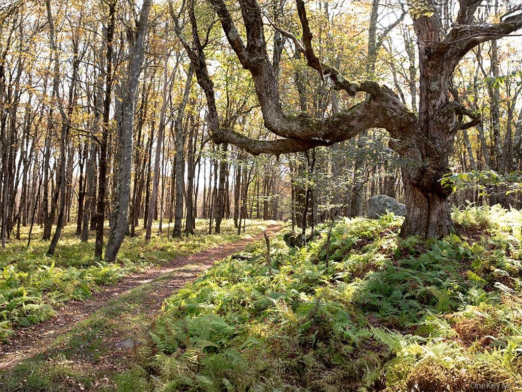 View of tree filled area