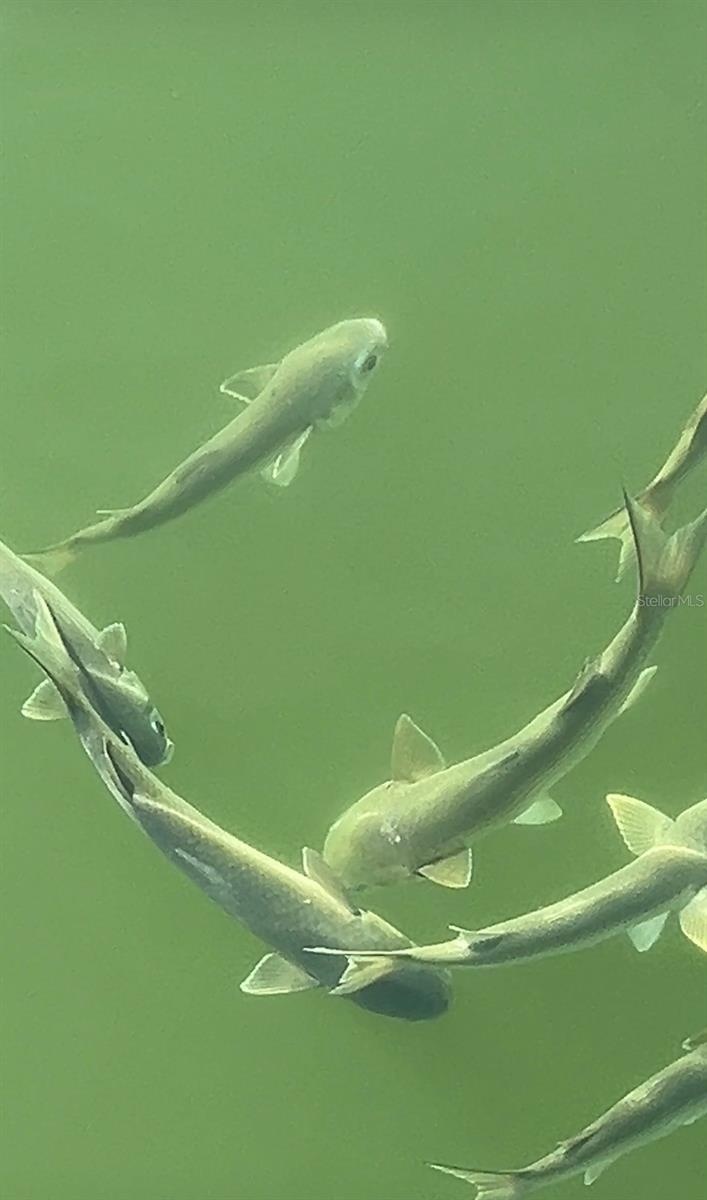 Schools of fish swimming around the dock