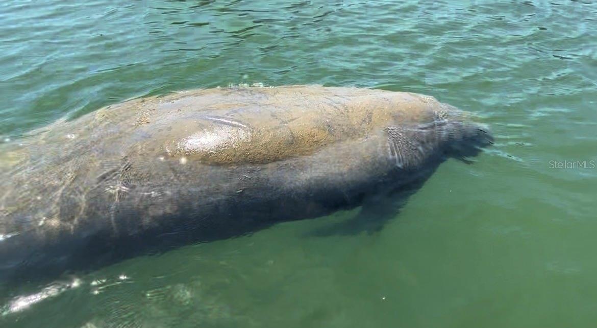 Manatees peacefully swimming by