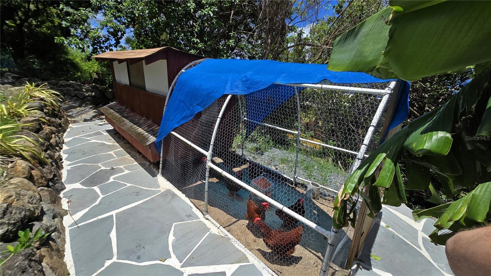 Chicken Coop
