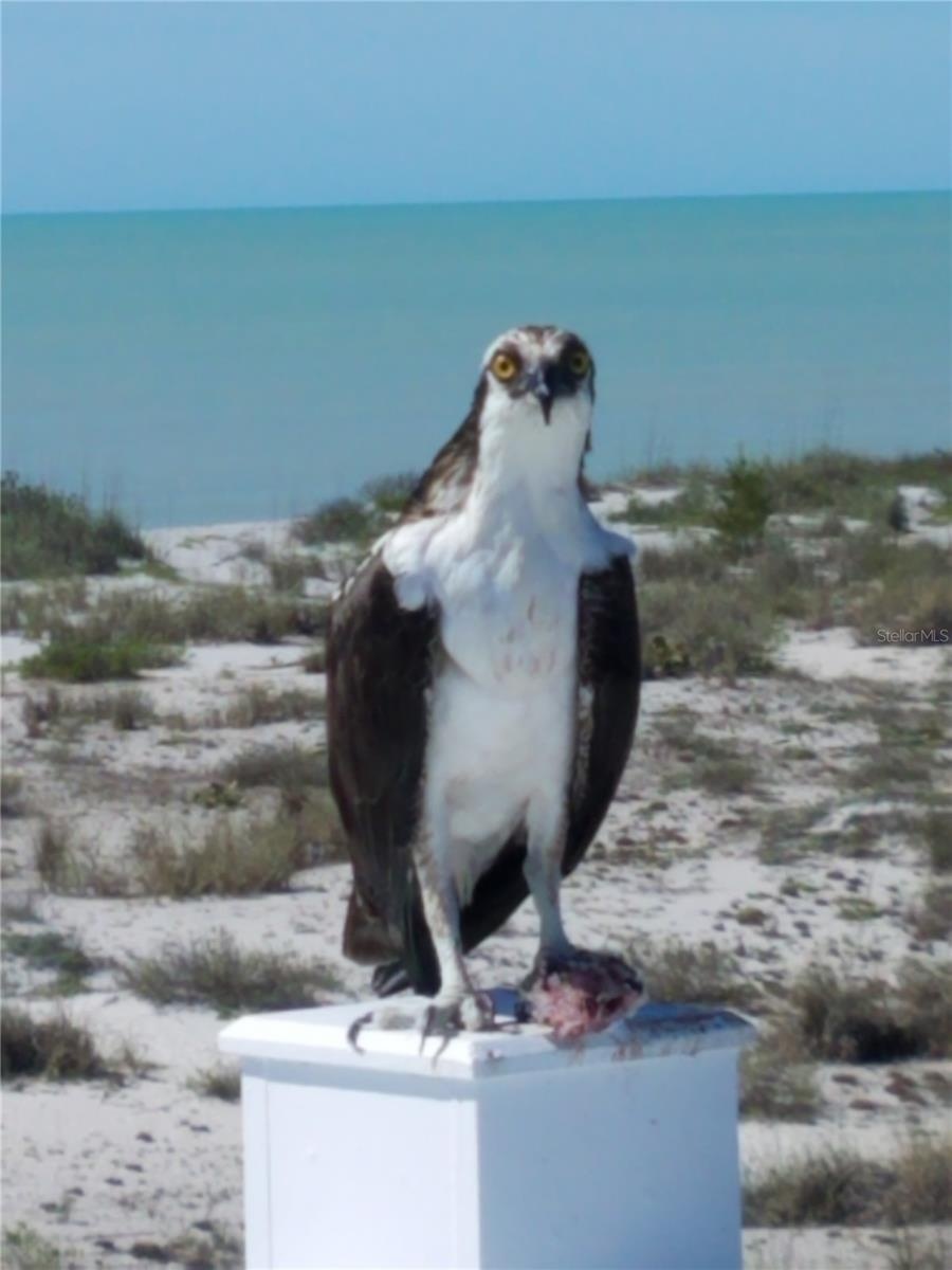 Osprey.