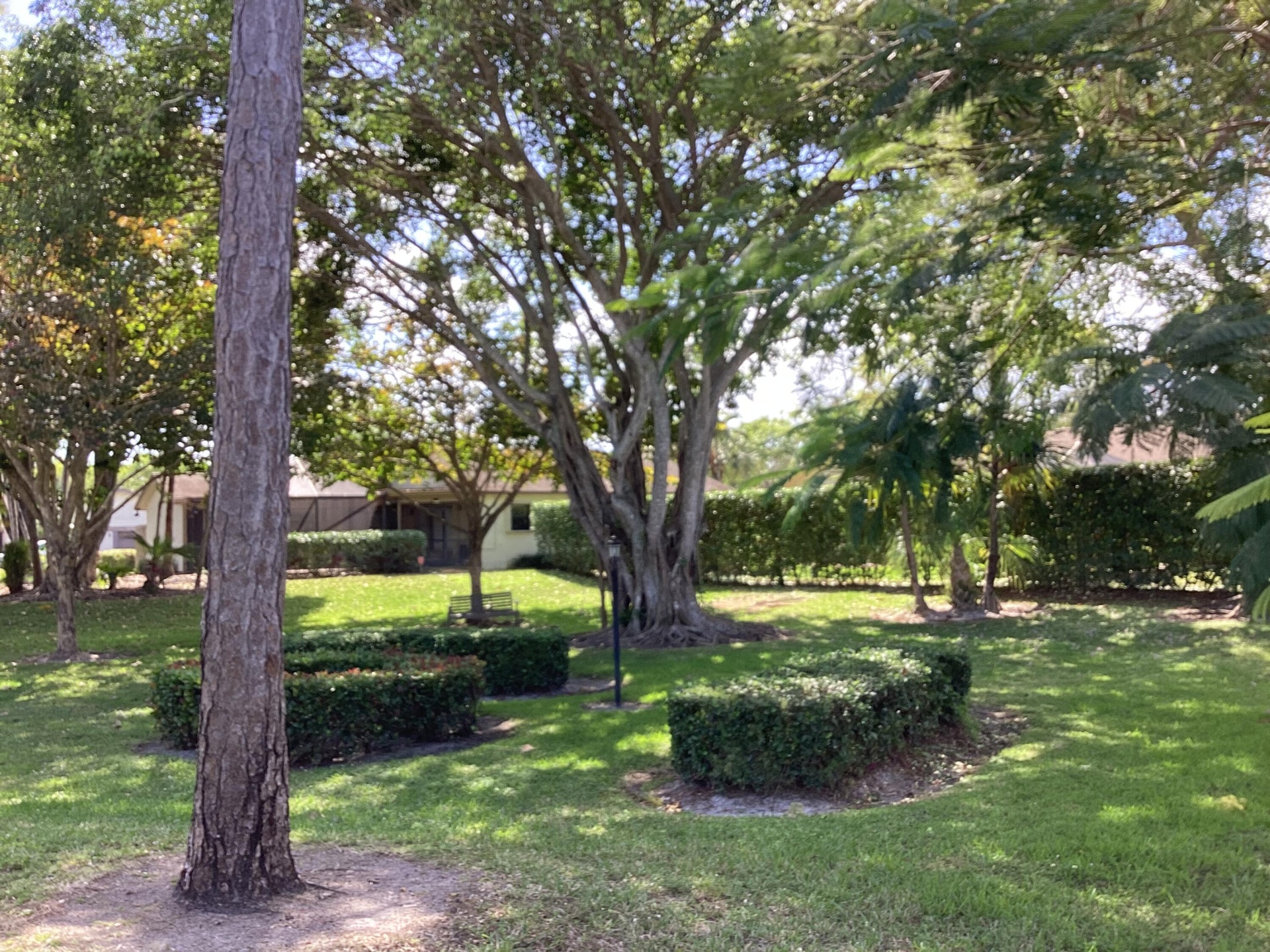 MATURE PLANTINGS