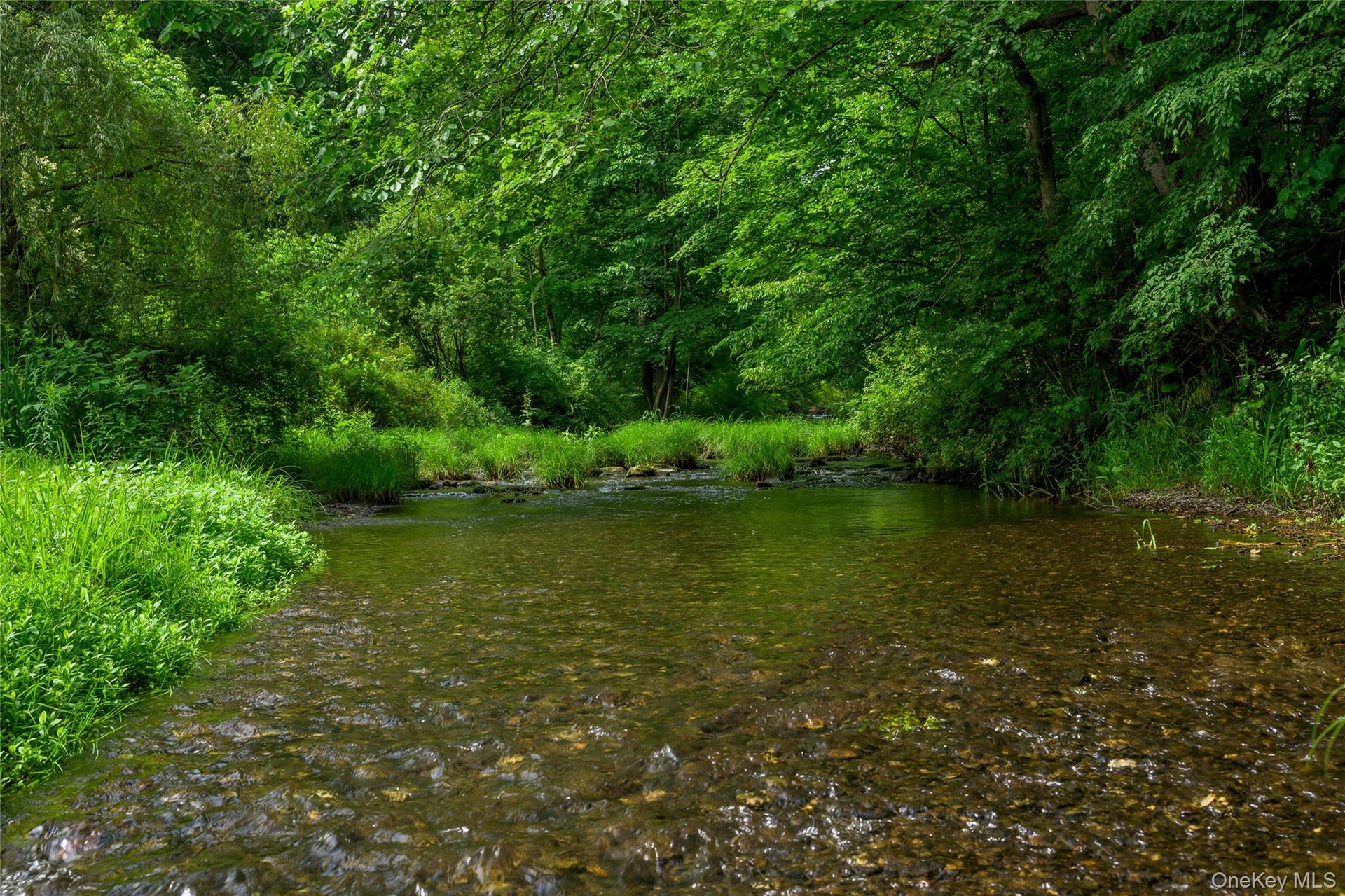 Water view featuring a forest
