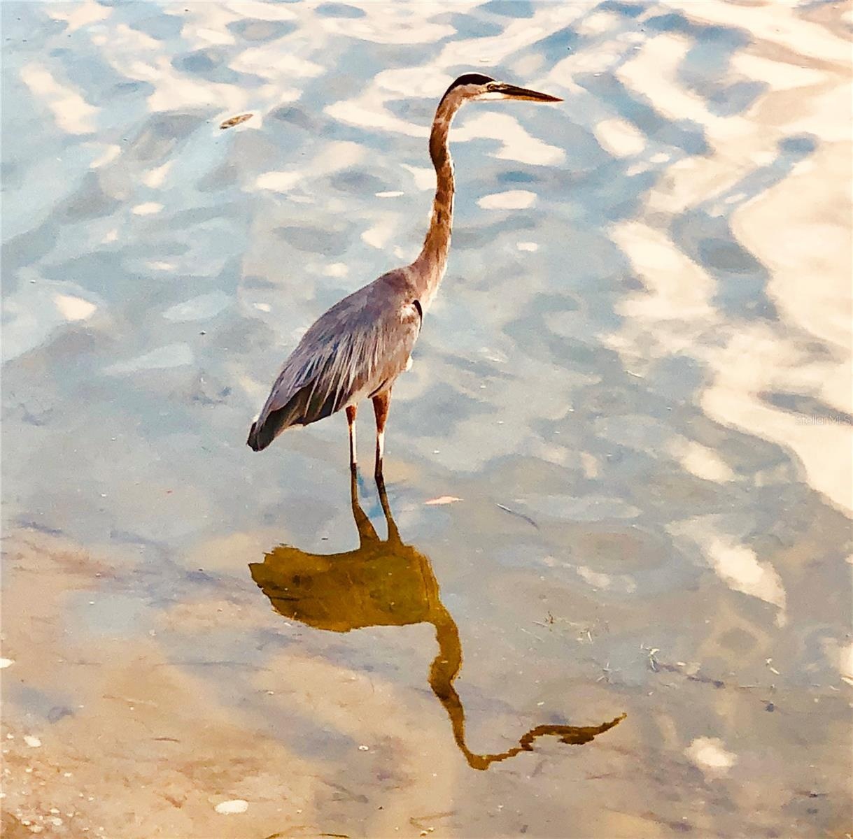 Marine wildlife