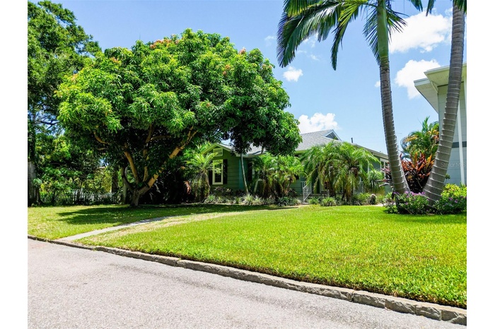 Mature Mango Tree in Front Yard
