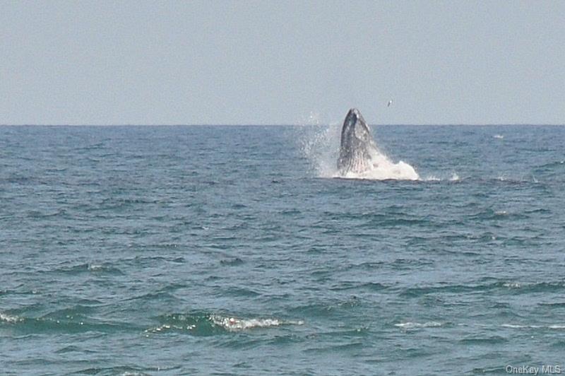Whale sighting from the house