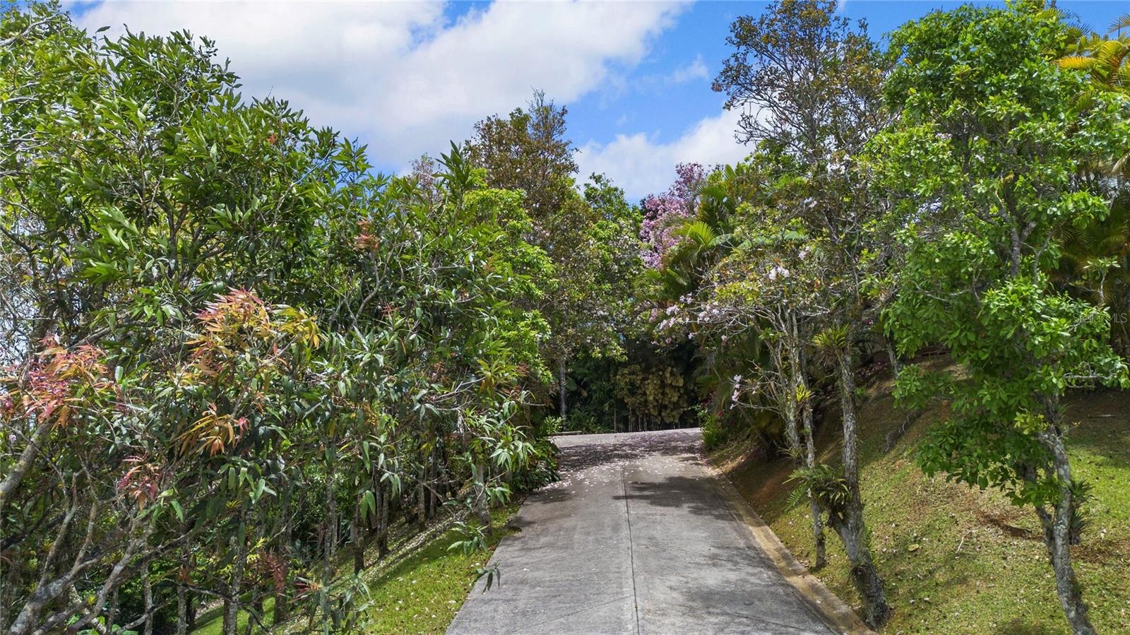 Guavate Mountain Retreat - Private Road