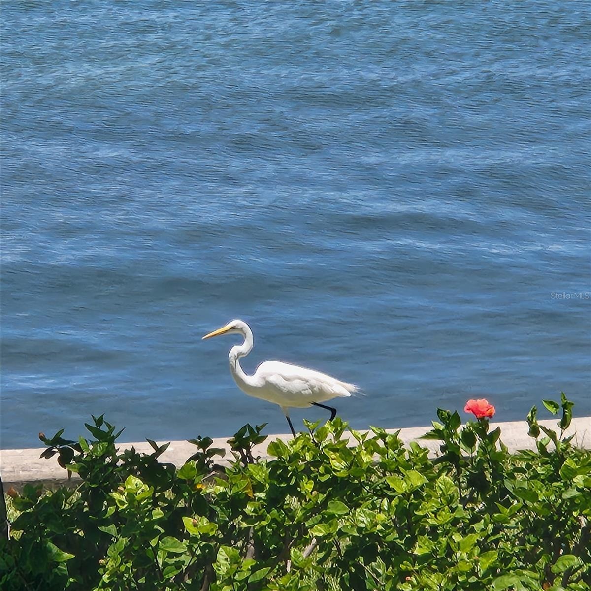 Expect daily sightings of sea birds, and the occasional manatee or dolphin sighting