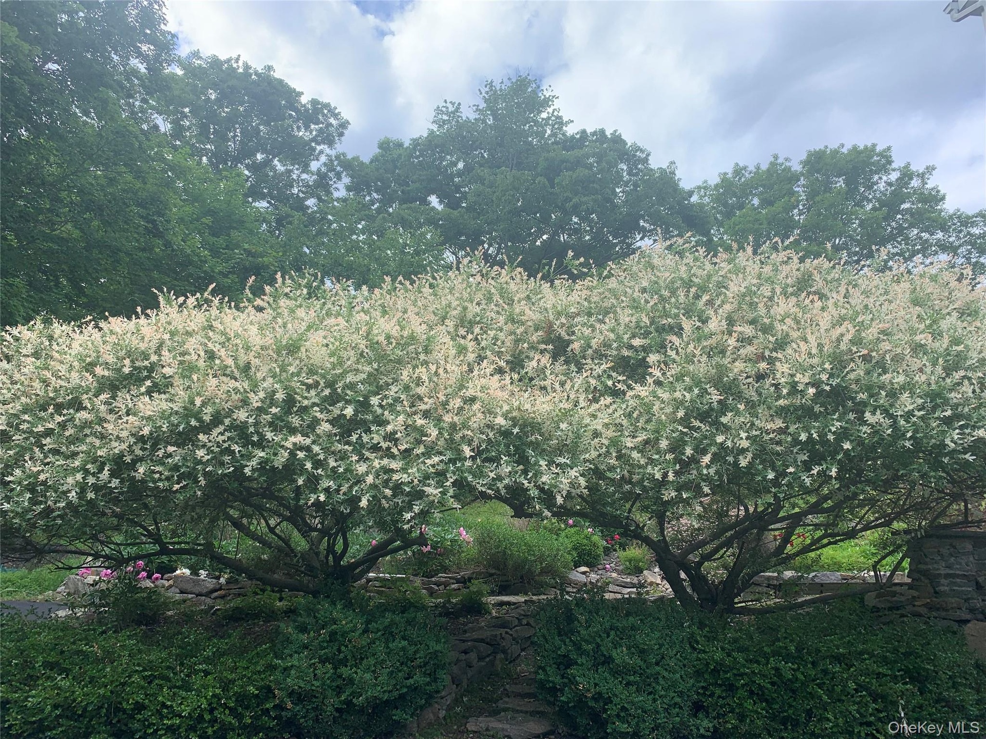 Willows