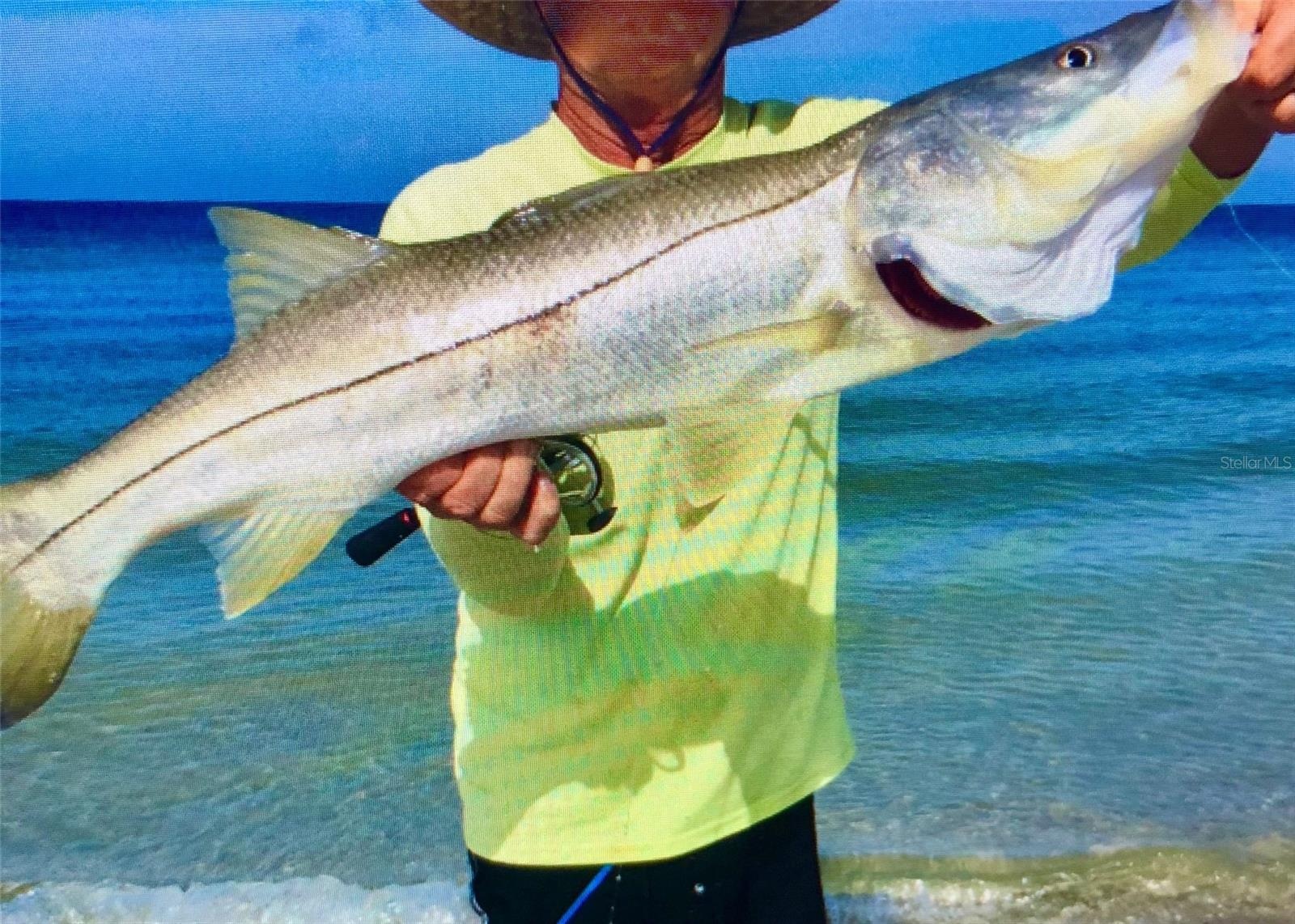 Even the occasional Snook is seen on IRB!