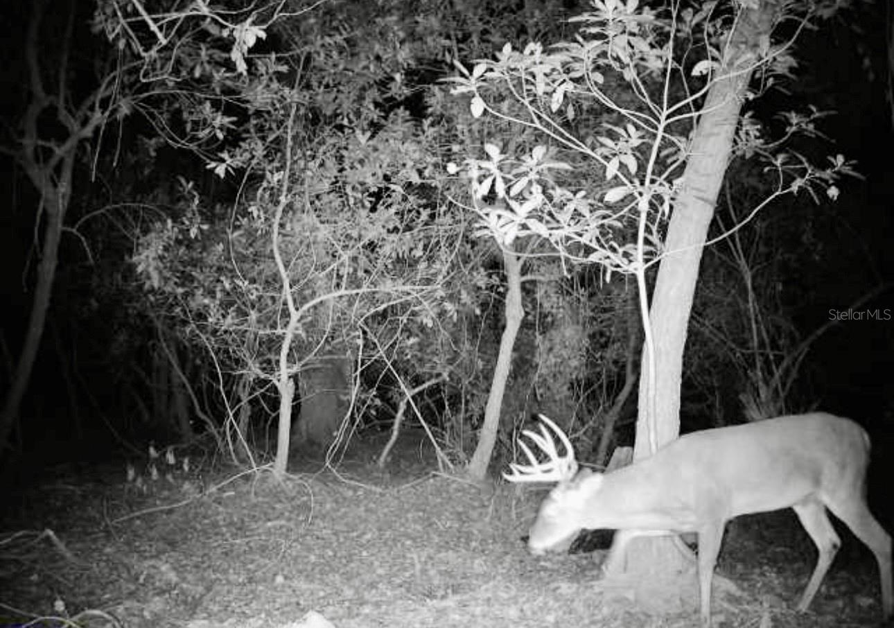 game cam pics