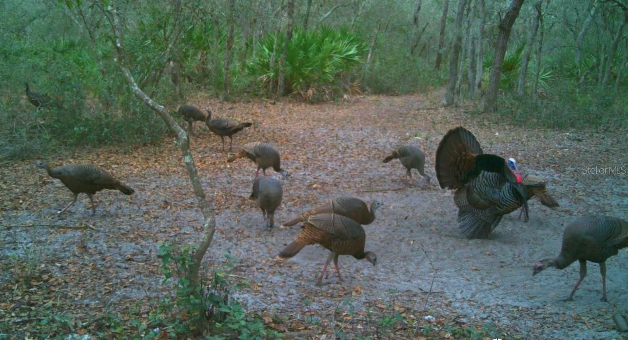 game cam pics