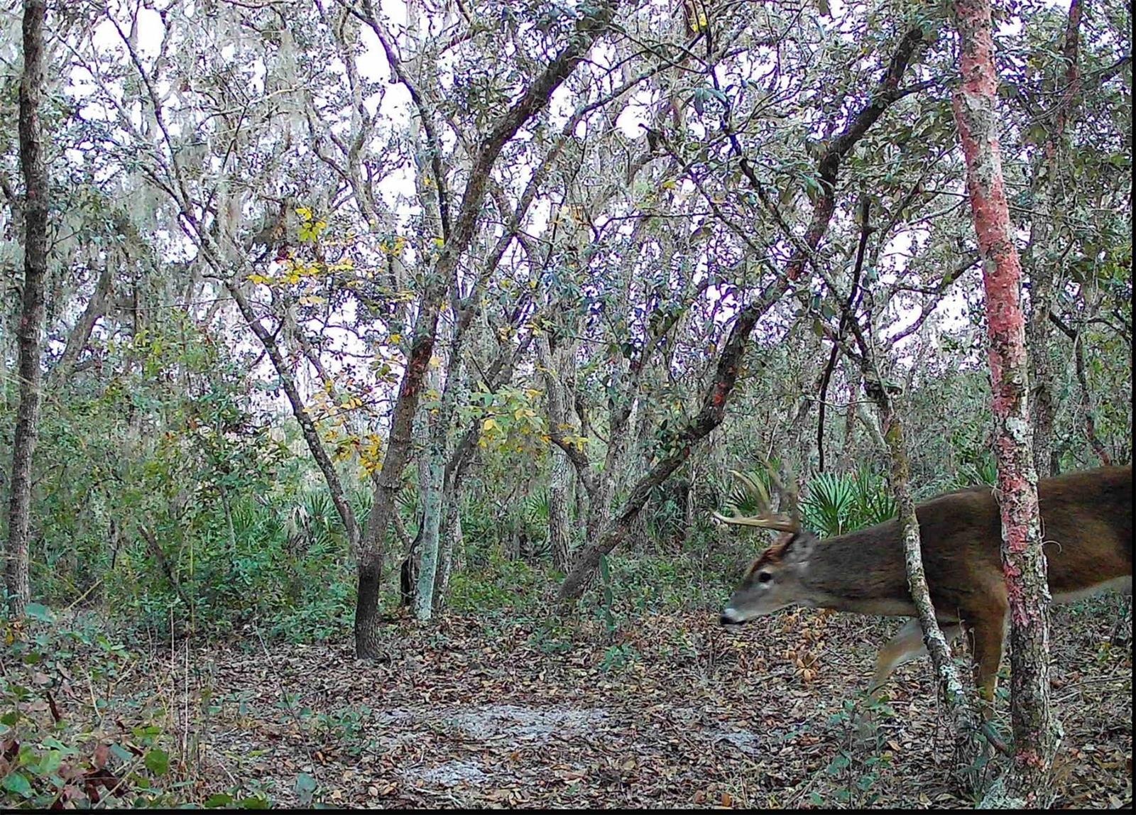 game cam pics