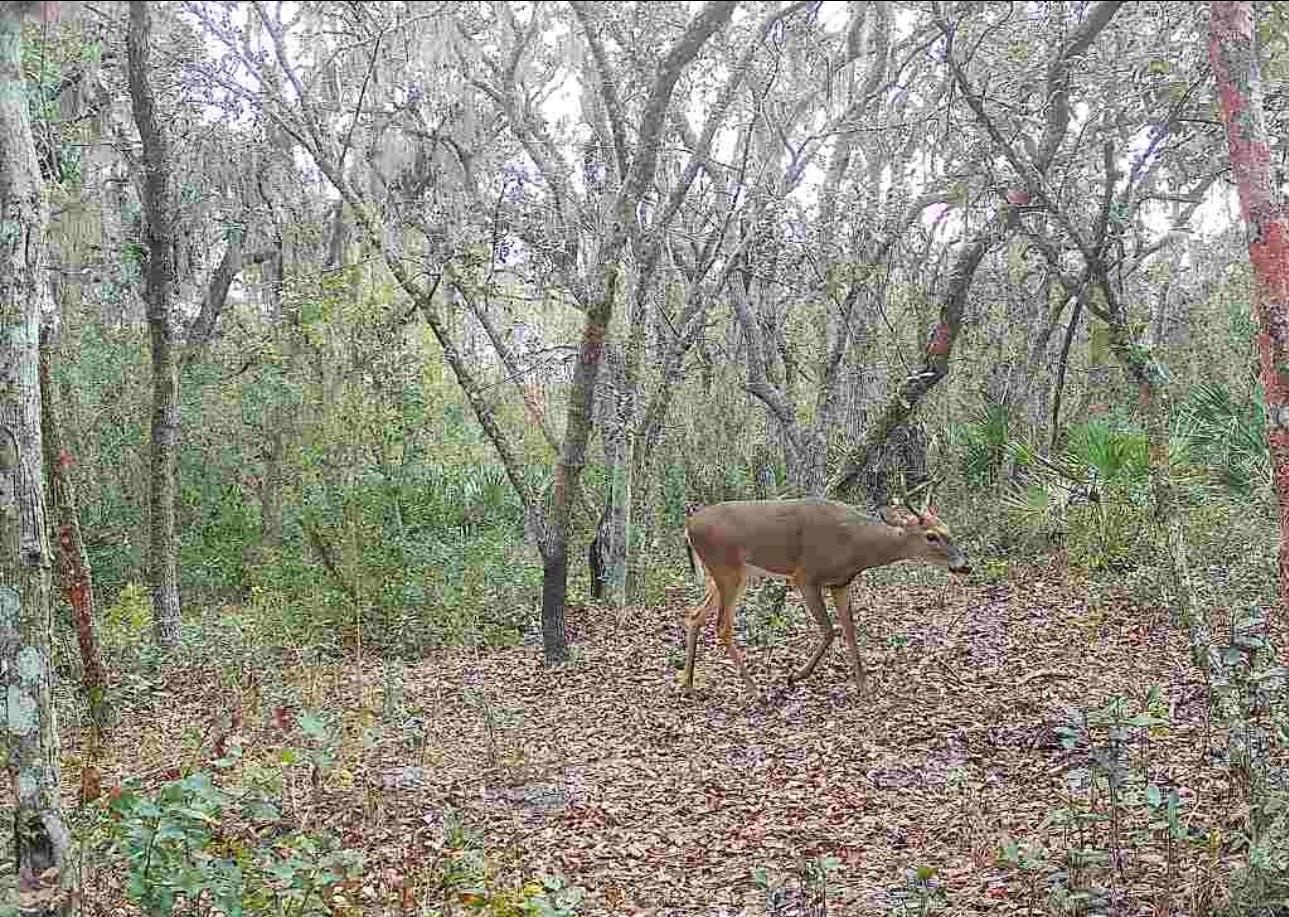 game cam pics