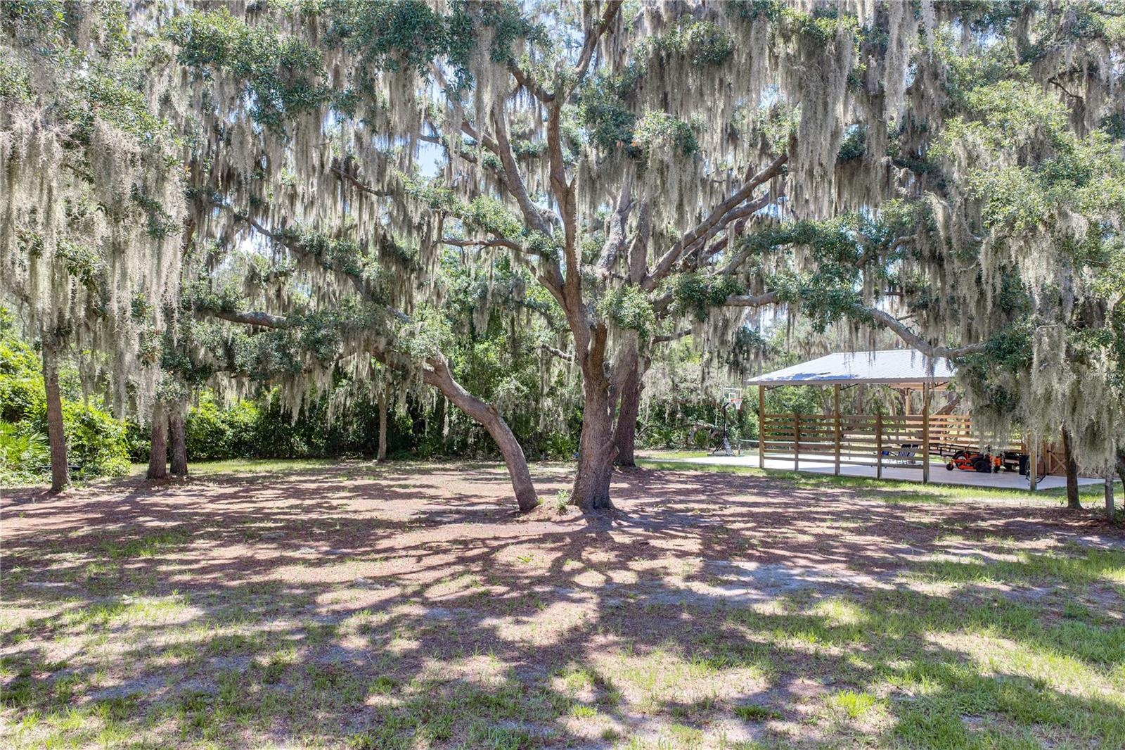 Mature trees