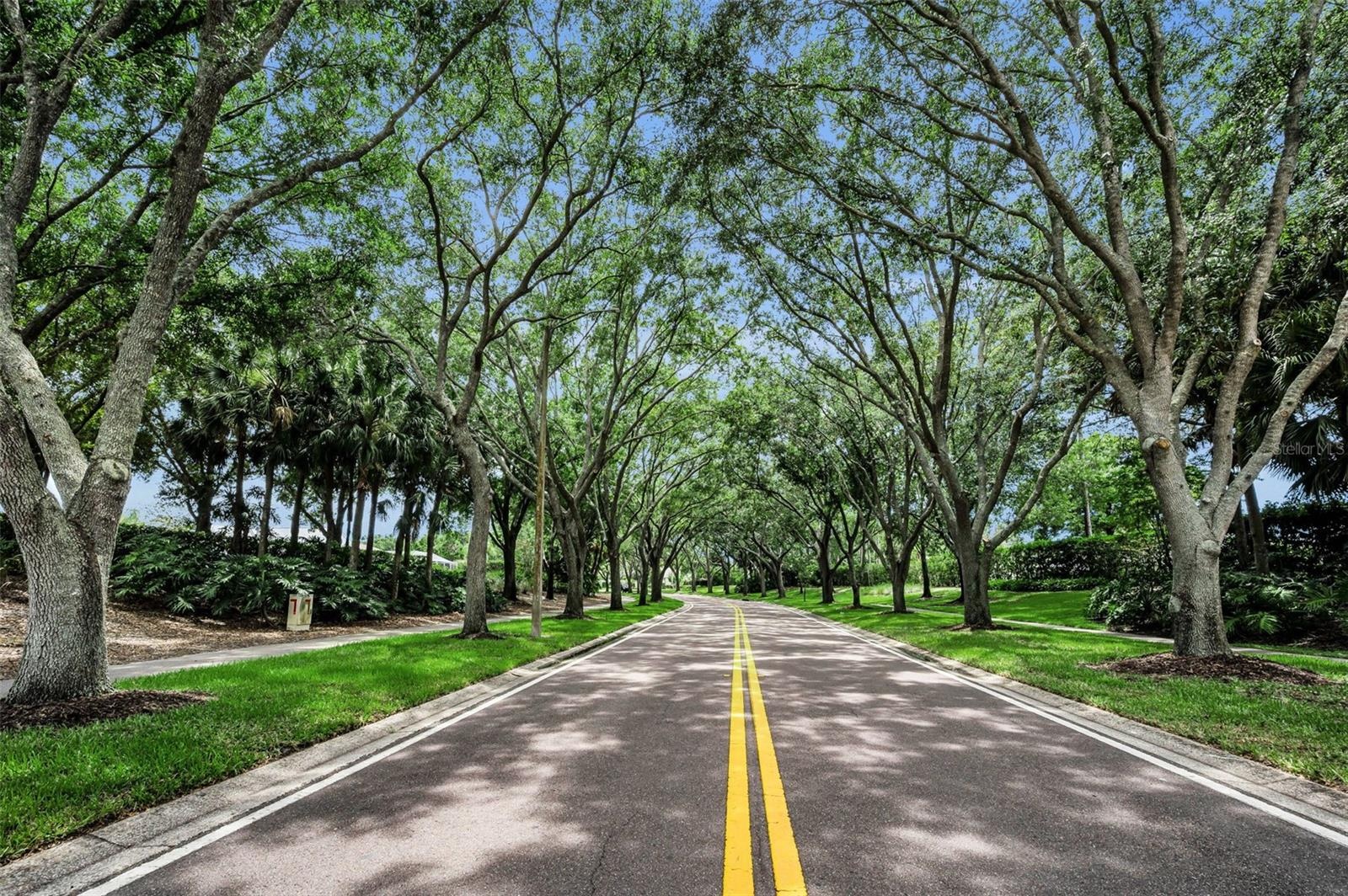 Tree canopy in Lansbrook