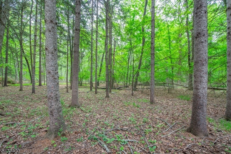 Rear Yard