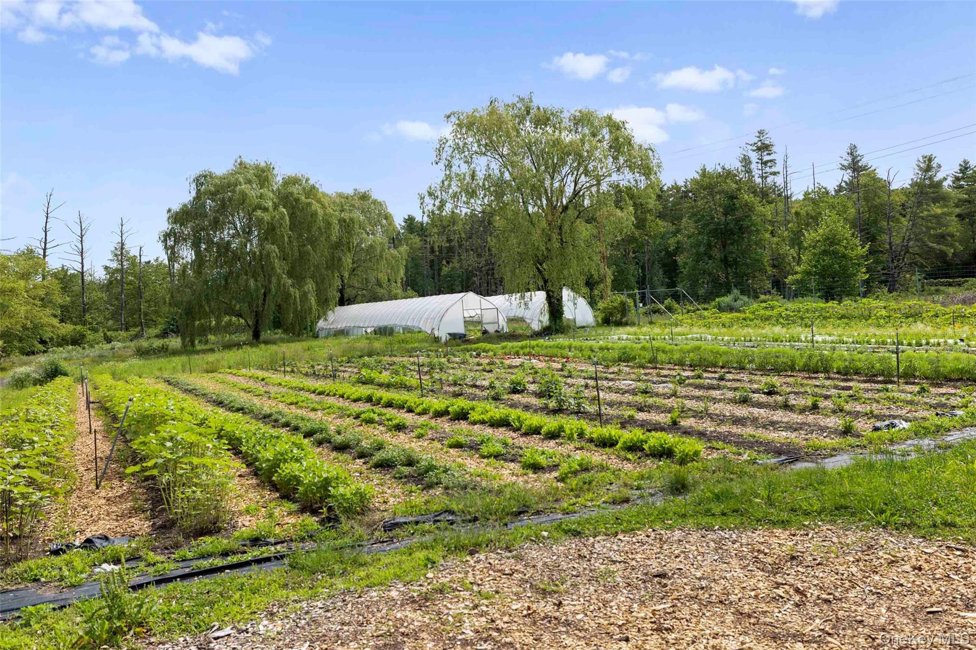 Productive certified organic fields with high tunnels supporting year-round cultivation