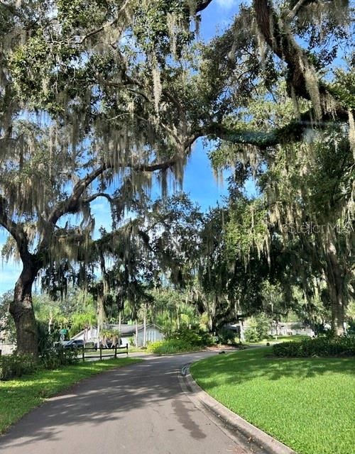 Mature Oak tree canopy in the neighborhood