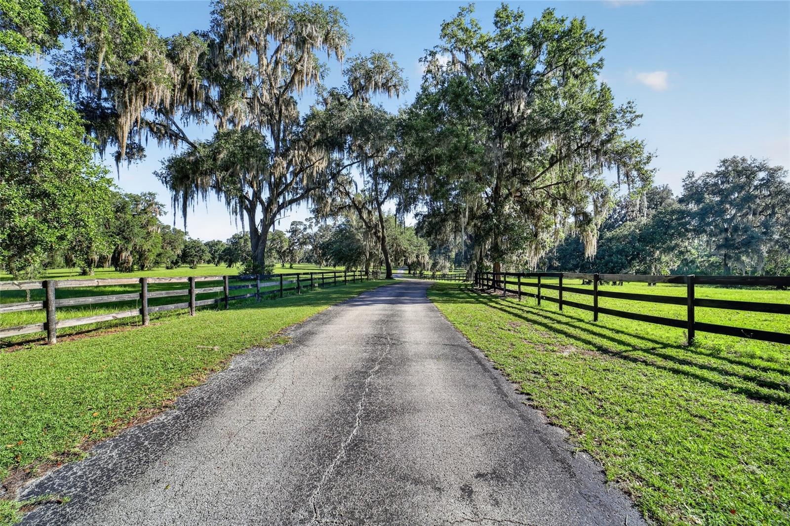 Scenic Paved Driveway with Towering Mature Live Oaks