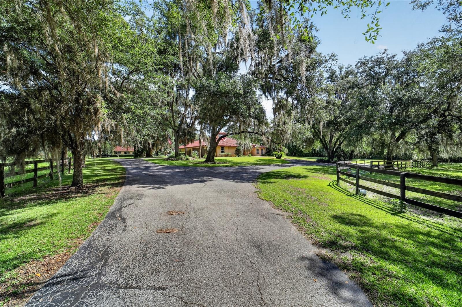 Scenic Paved Driveway with Towering Mature Live Oaks