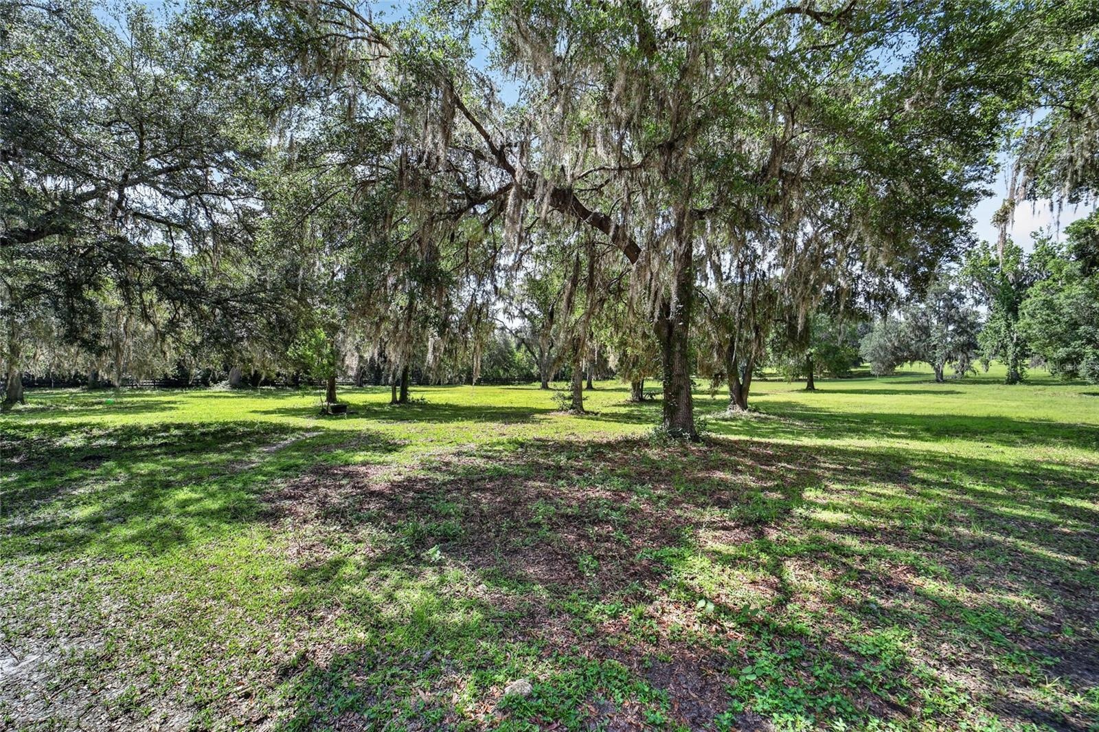 Scenic Paved Driveway with Towering Mature Live Oaks