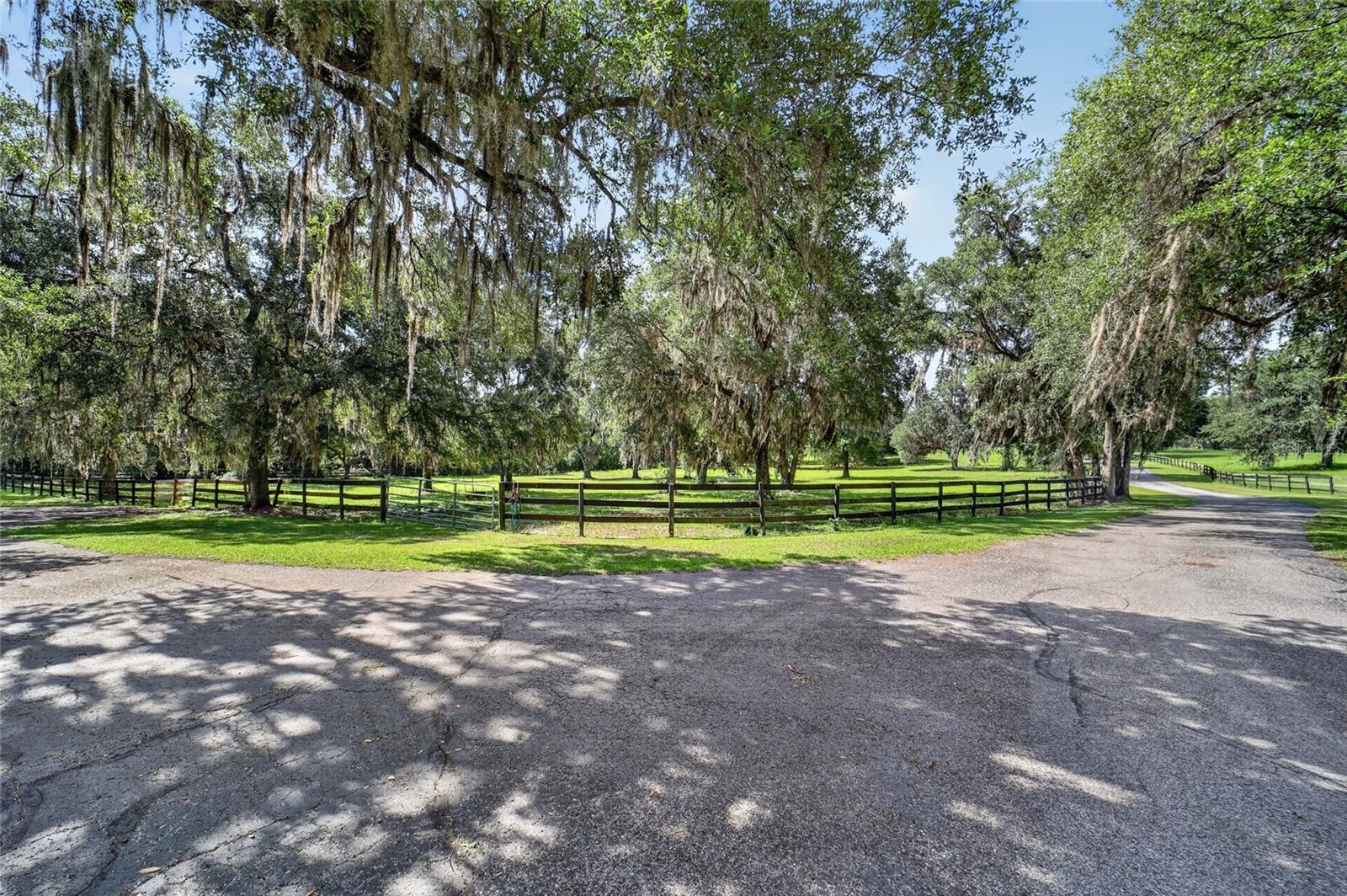 Scenic Paved Driveway with Towering Mature Live Oaks