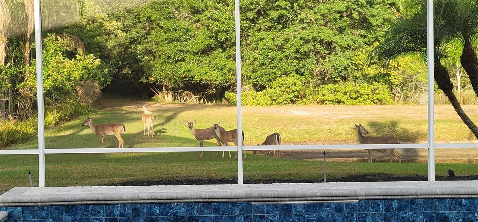 Deer sighting from Sellers!
