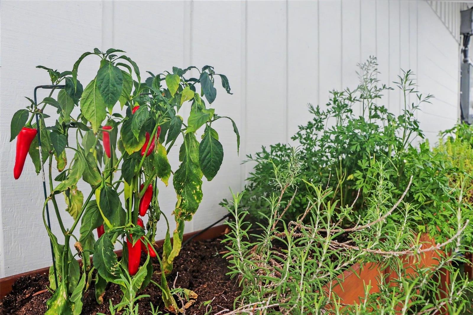 Side of Home - Herb & Spice Garden 1